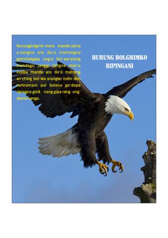 Burung Bolgrimko Ripingani